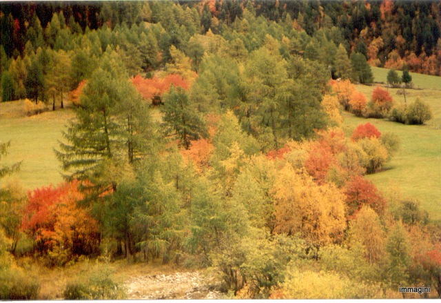 1996: Mazia - la tavolozza dei colori dell'autunno