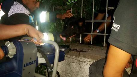 Vigili del fuoco salvano cane incastrato in rete a Laives
